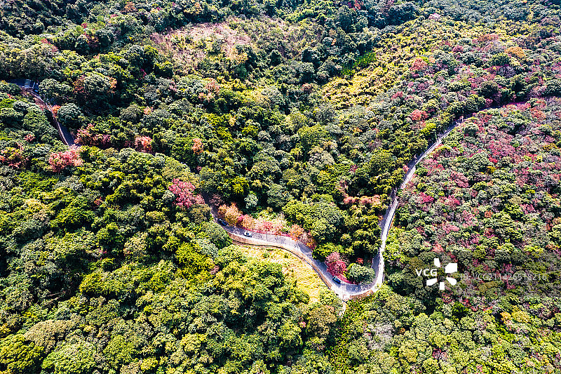 广州从化石门森林公园红叶图片素材