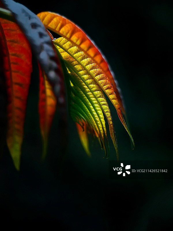 《色、形、质》图片素材