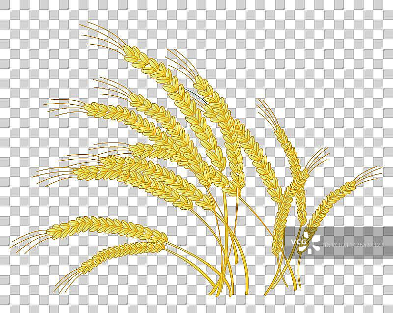 矢量插画麦穗元素图片素材
