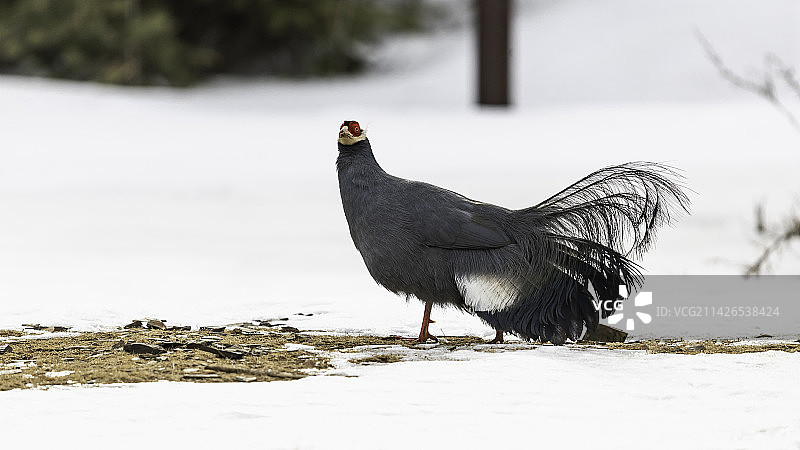 蓝马鸡图片素材