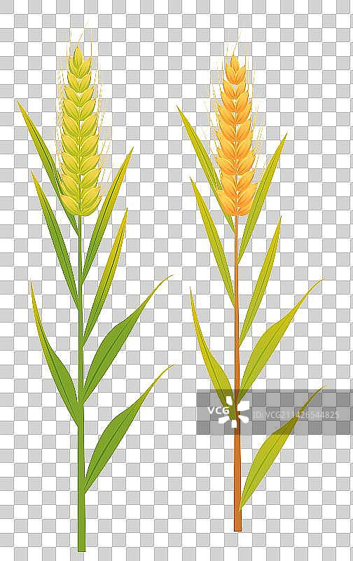秋天新农村农业科技丰收季节麦田收割机收割小麦场景插画元素图片素材