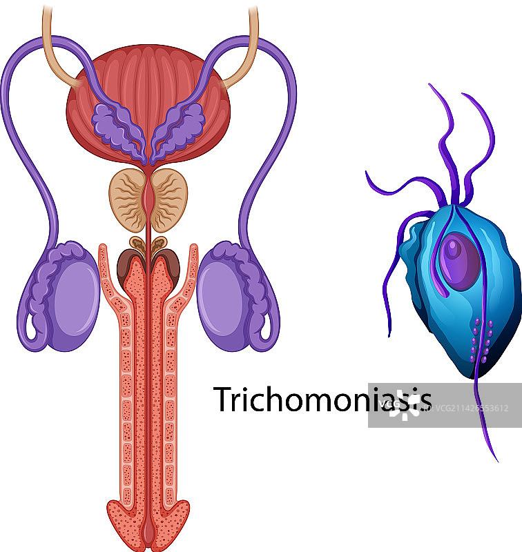 男性生殖系统内部结构图片素材
