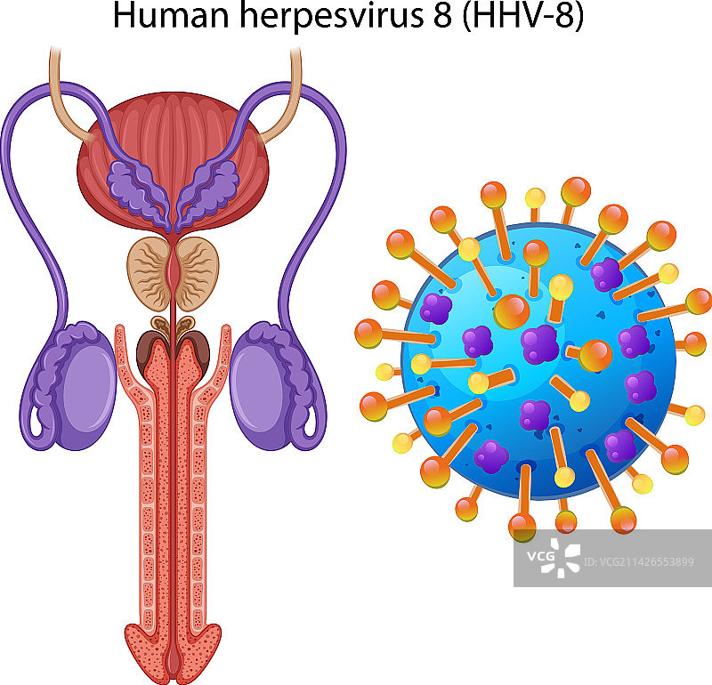在男性生殖系统内部图片素材