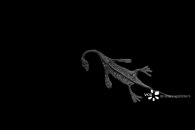 三叠世恐龙化石，海龙，贵州龙图片素材