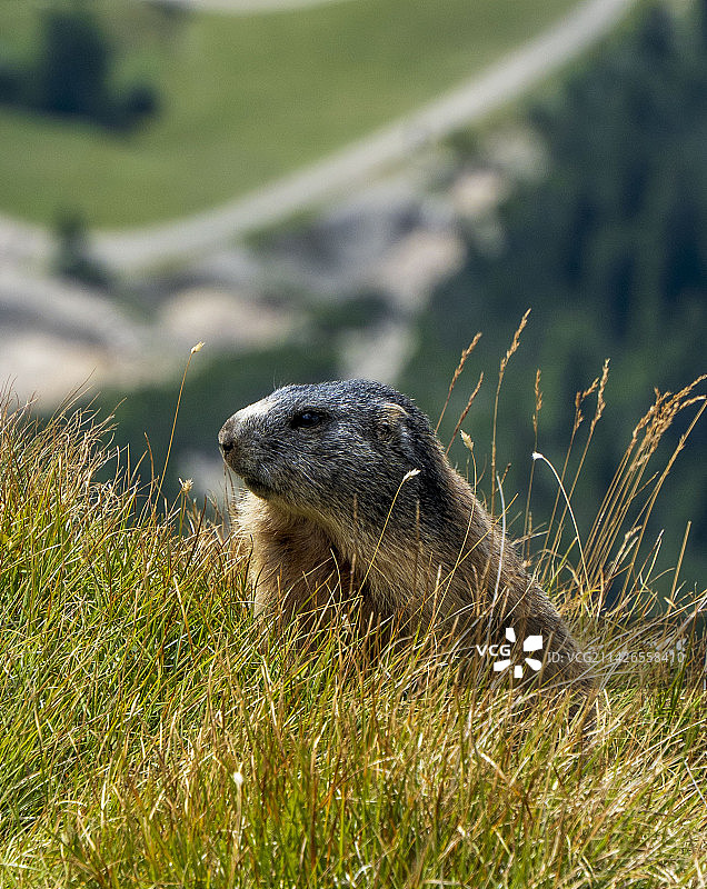 土拨鼠图片素材