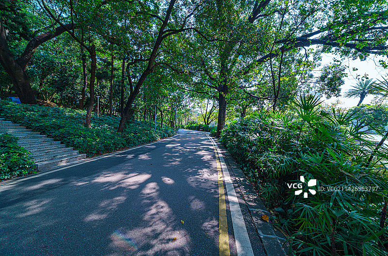 广州天河公园绿色树林与公路图片素材
