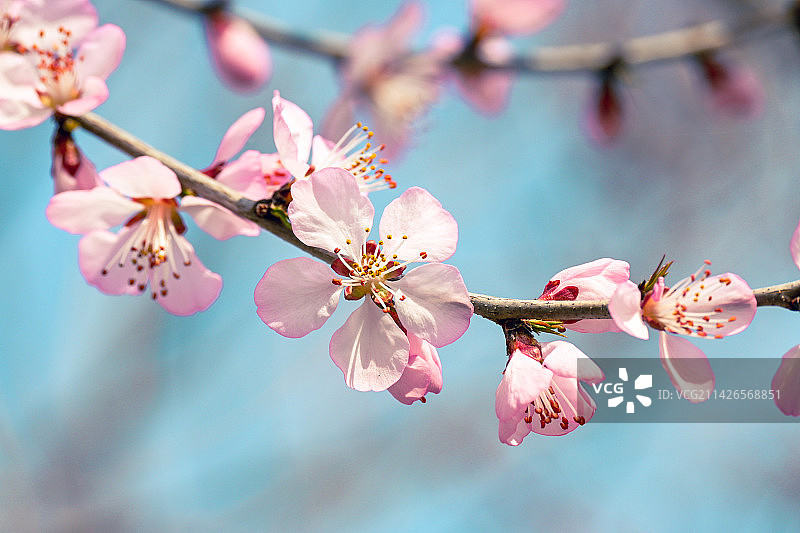 明媚春色里，花簇自然来图片素材