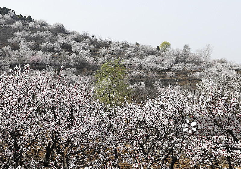 山东枣庄薛城区南山千亩杏花盛开如云似霞图片素材