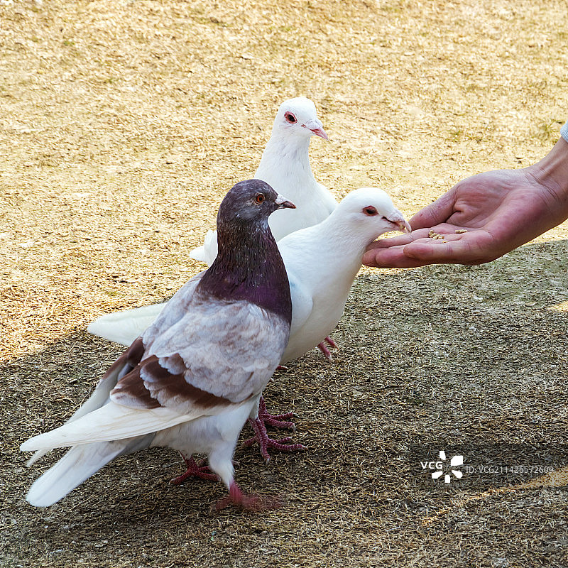 投喂鸽子图片素材