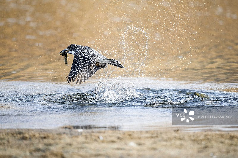 《斑鱼狗觅食》图片素材