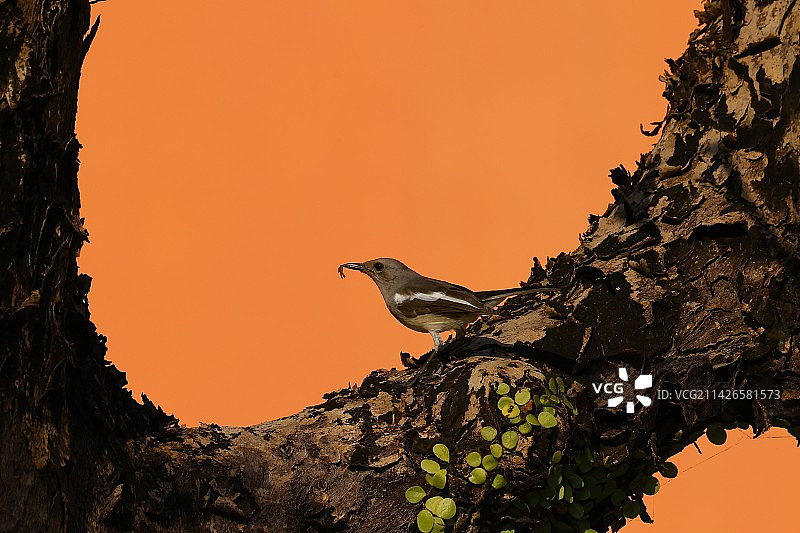 橙色天空下栖息在树上的鸟图片素材