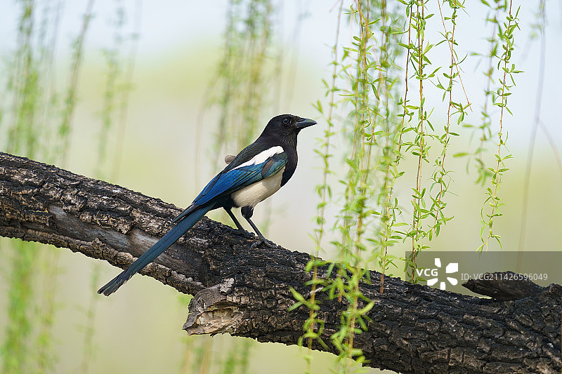 春风拂柳图片素材