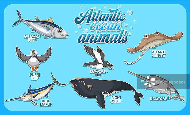 大西洋动物合集图片素材