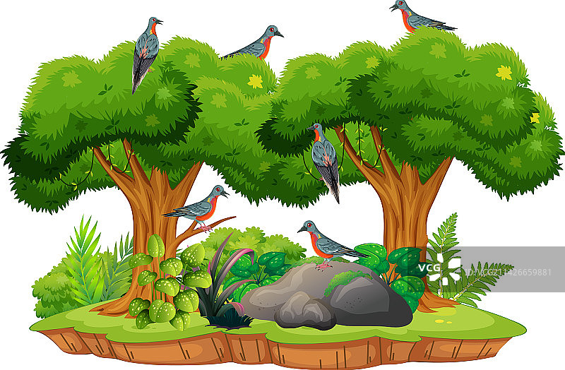 已灭绝的旅鸽鸟类图片素材