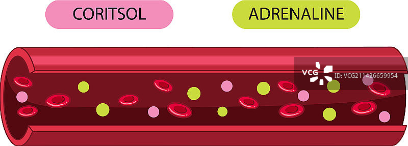 显示皮质醇和肾上腺素的血管图片素材