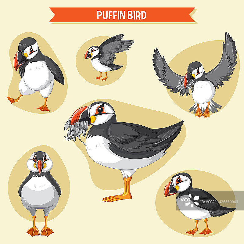 卡通海鹦鸟角色图片素材