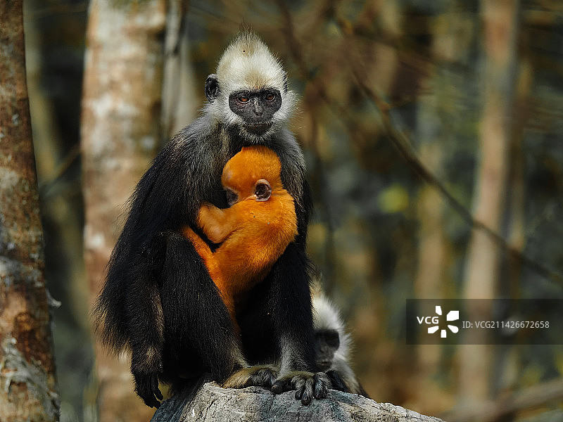 白头叶猴母爱图片素材