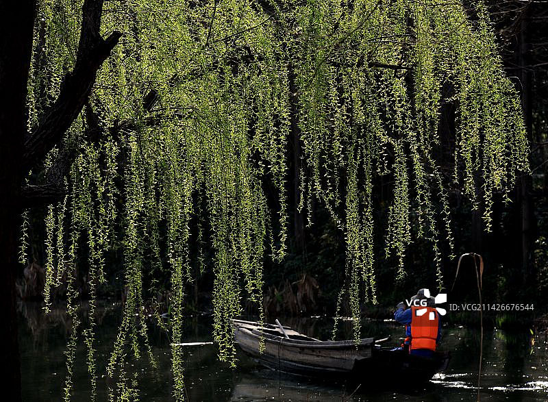 柳树  新绿  春天图片素材