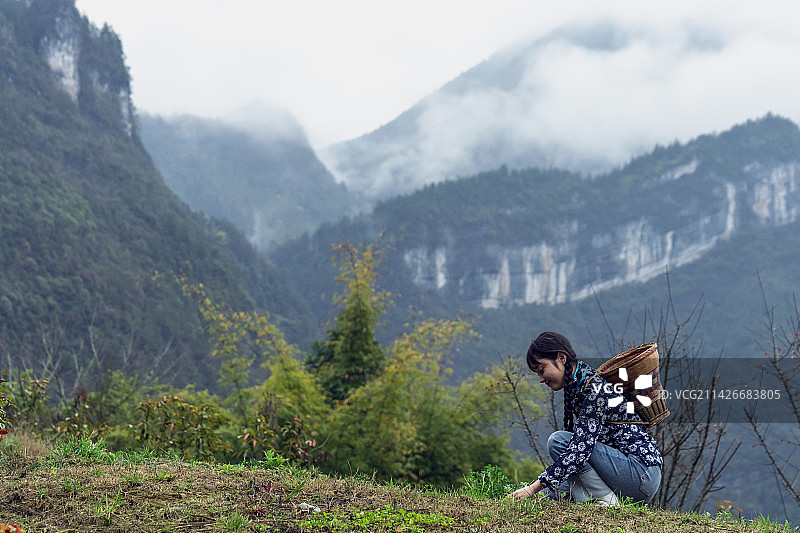 湖北恩施深山里春天挖野菜的姑娘图片素材