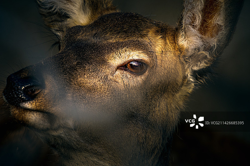梅花鹿图片素材