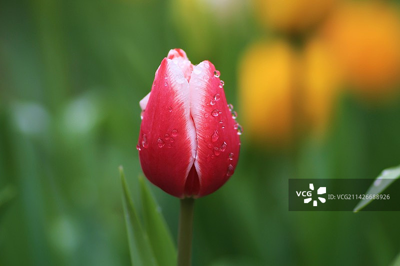 郁金香图片素材