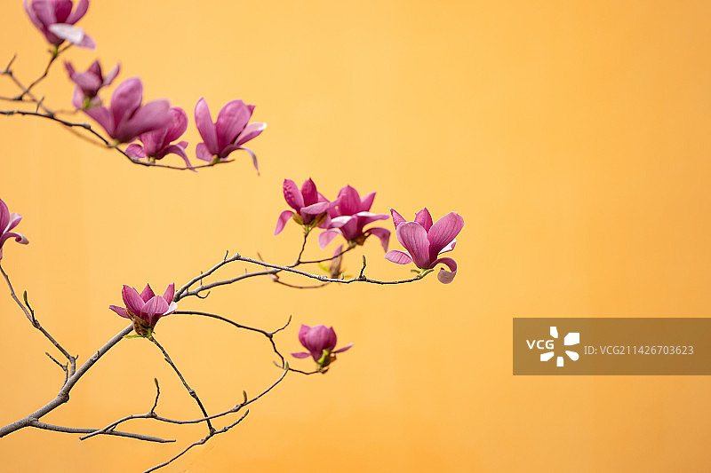 辛夷花开图片素材