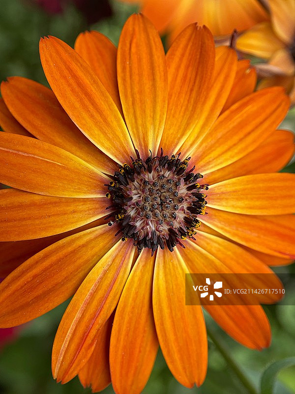 非洲万寿菊图片素材