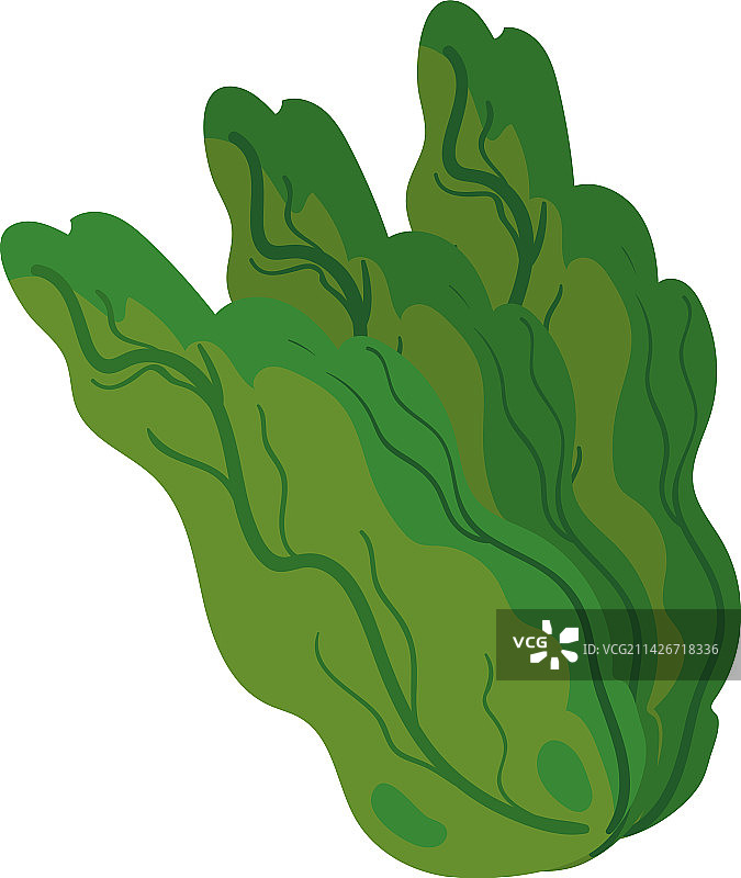 健康食品生菜图片素材