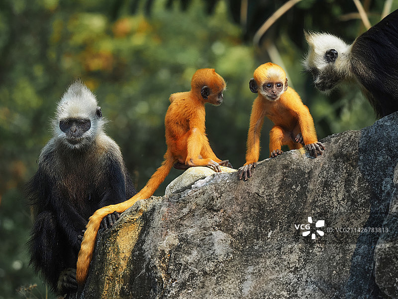 白头叶猴一家四口图片素材