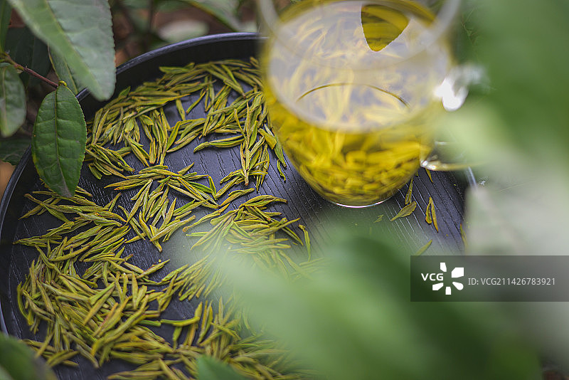 安吉白茶图片素材