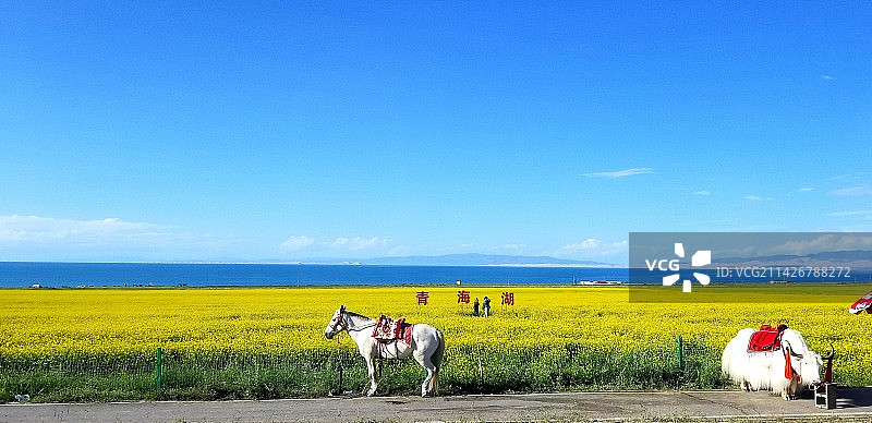 夏日油菜花青海湖图片素材