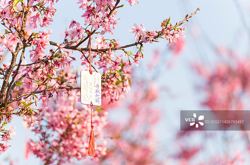 盛开的樱花和祈福牌许愿带图片素材
