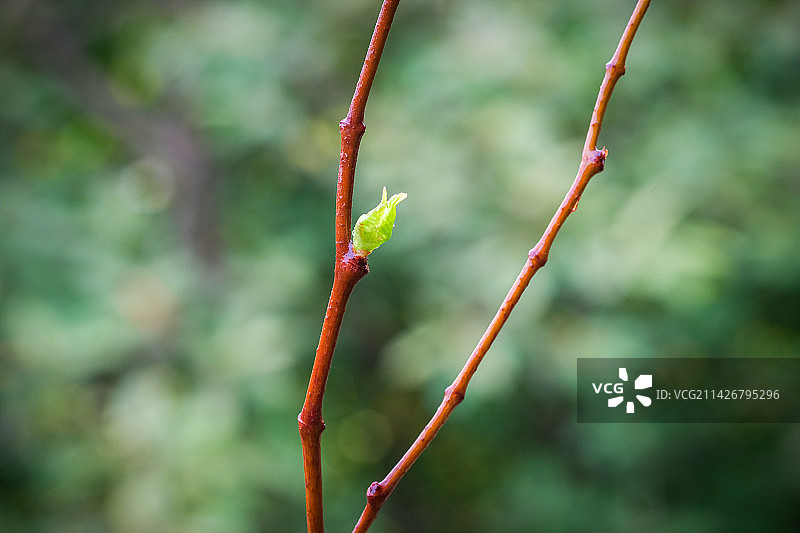 春天绿芽图片素材