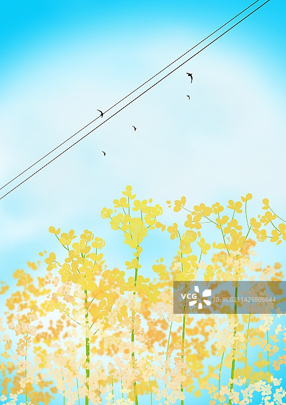 背景 春天 油菜花图片素材