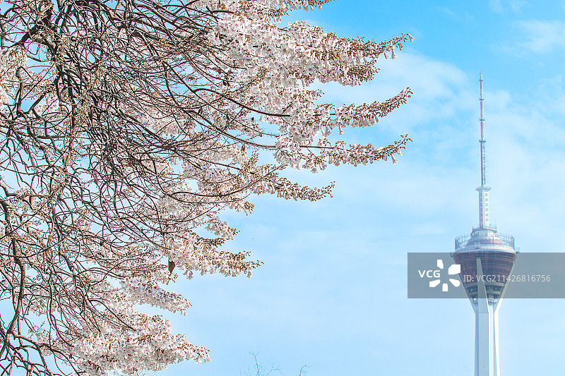 泡桐树花图片素材