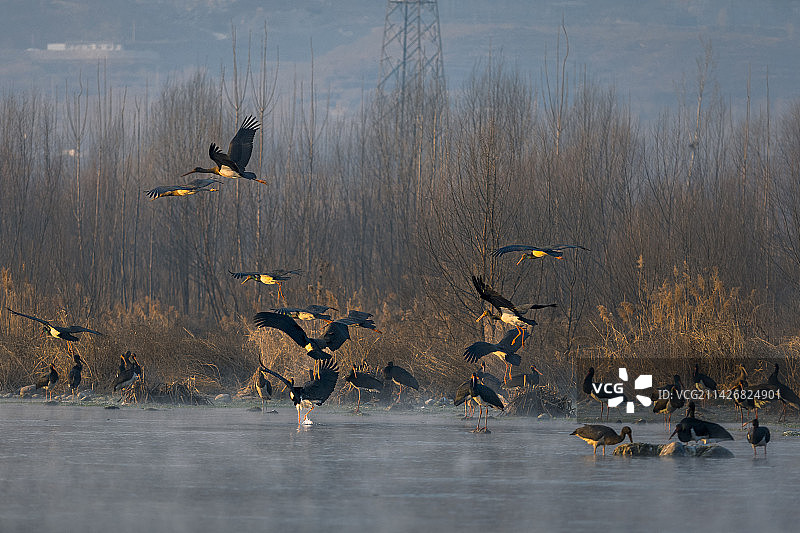 河北省石家庄市正定县湿地公园黑鹳栖息地图片素材