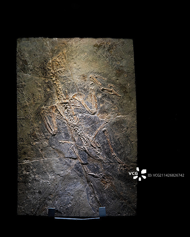 辽宁北票，早白垩世孔子鸟化石图片素材