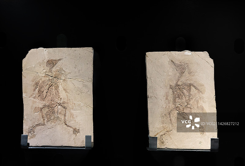 辽宁地区早白垩世鸟类化石，华夏鸟，韩氏长嘴鸟，娇小辽西鸟图片素材