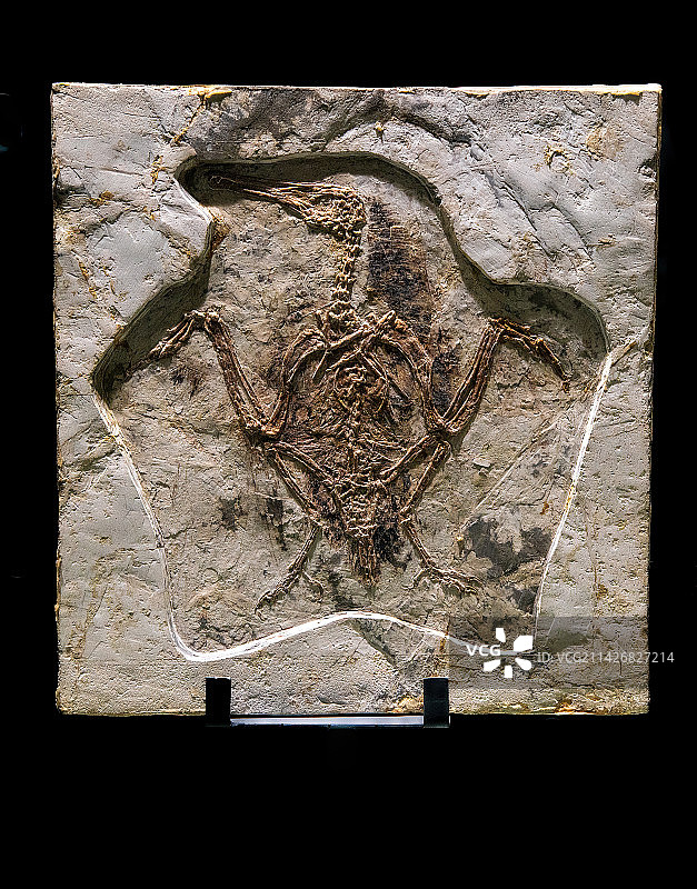 辽宁地区早白垩世鸟类化石，华夏鸟，韩氏长嘴鸟，娇小辽西鸟图片素材