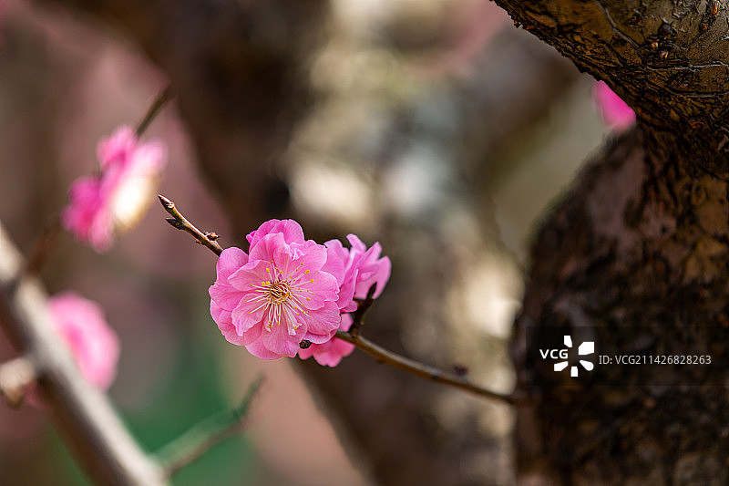 赏梅胜地无锡市荣氏梅园盆景梅花风光图片素材