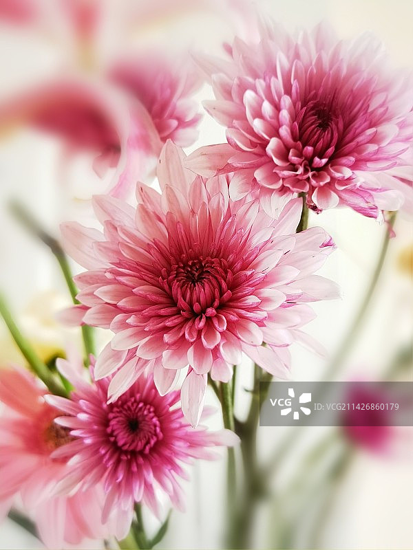 粉红色开花植物特写镜头图片素材