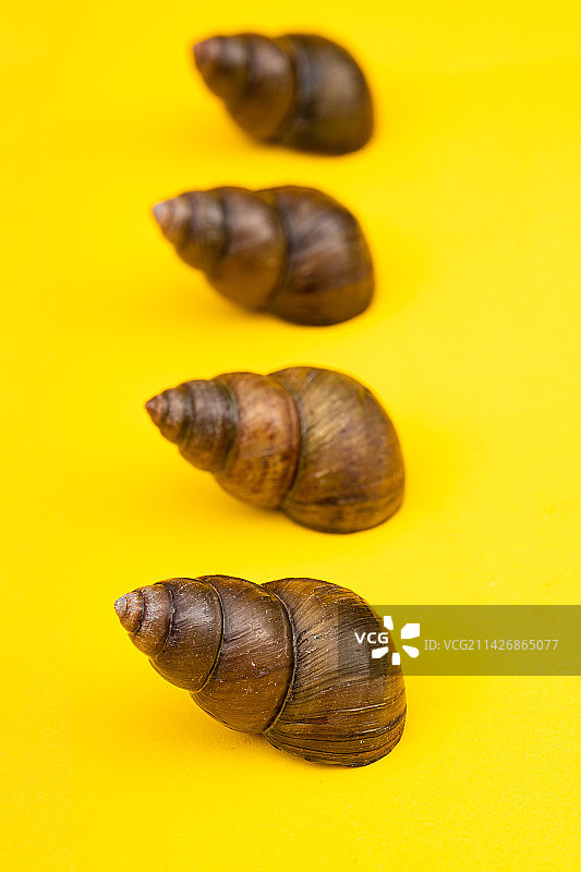新鲜的特色田螺食材图片素材