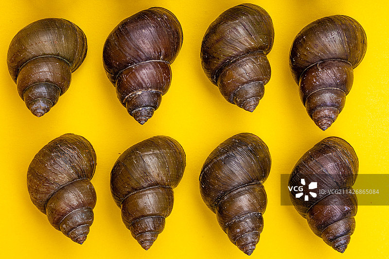 新鲜的特色田螺食材图片素材