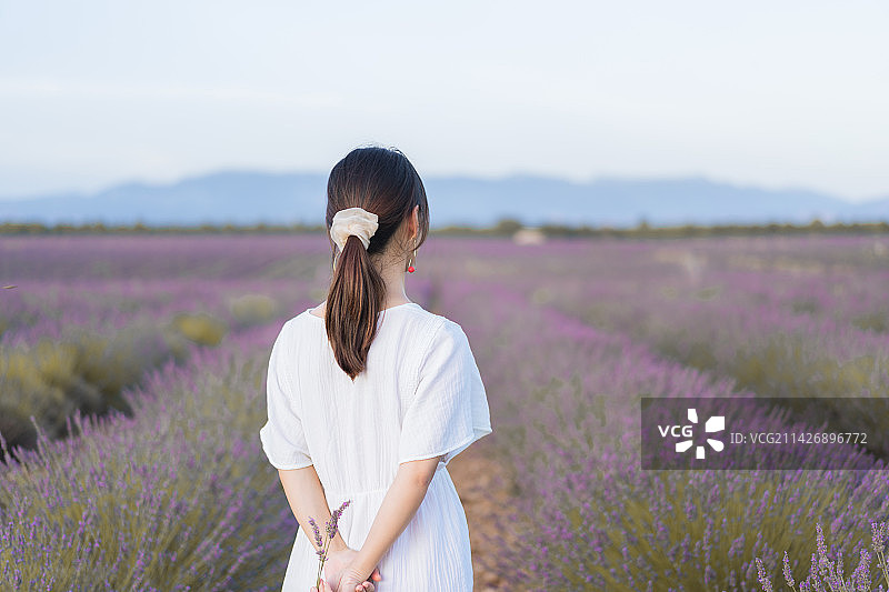 亚洲女性走在普罗旺斯薰衣草花田里图片素材