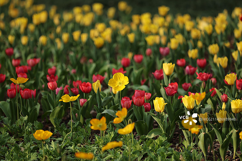 杭州太子湾公园绽放的虞美人图片素材