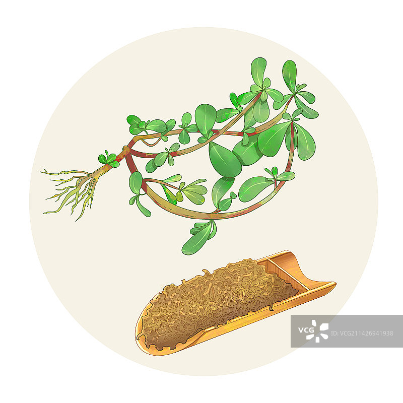 手绘水彩中药药材马齿苋插画图片素材