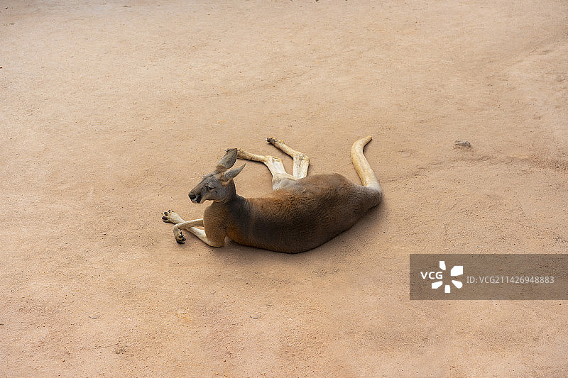 一只躺在地上的袋鼠图片素材