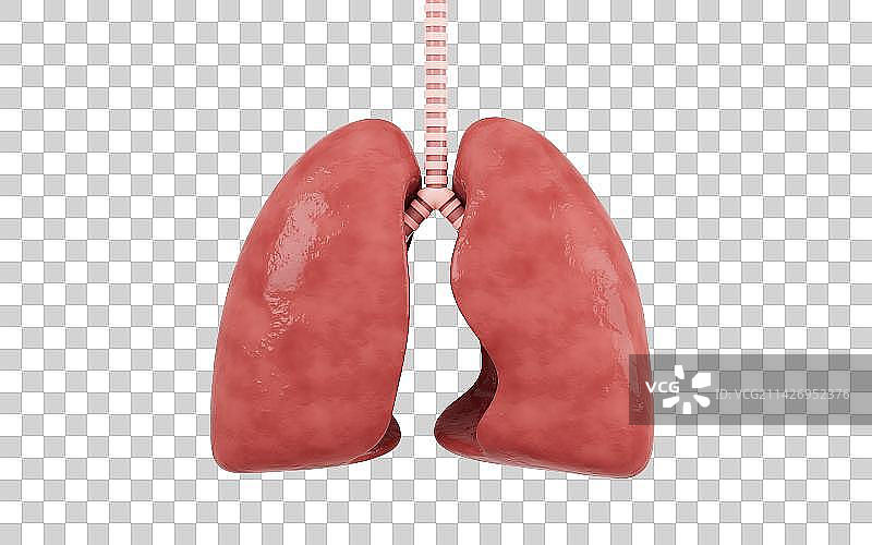 疾病的肺部模型3D渲染图片素材