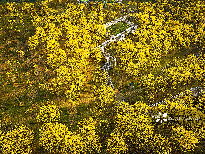 春日黄花风铃木花海图片素材