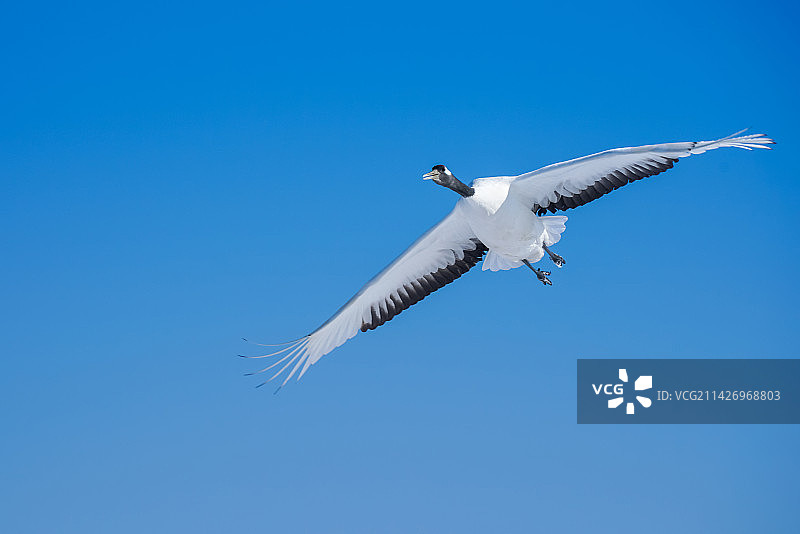 天空中飞翔的丹顶鹤图片素材